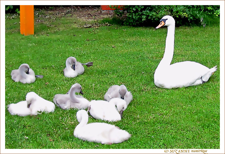 Attention�! Paparazzi�! Arr�tez de remuer les Enfants�! -- 17/07/12