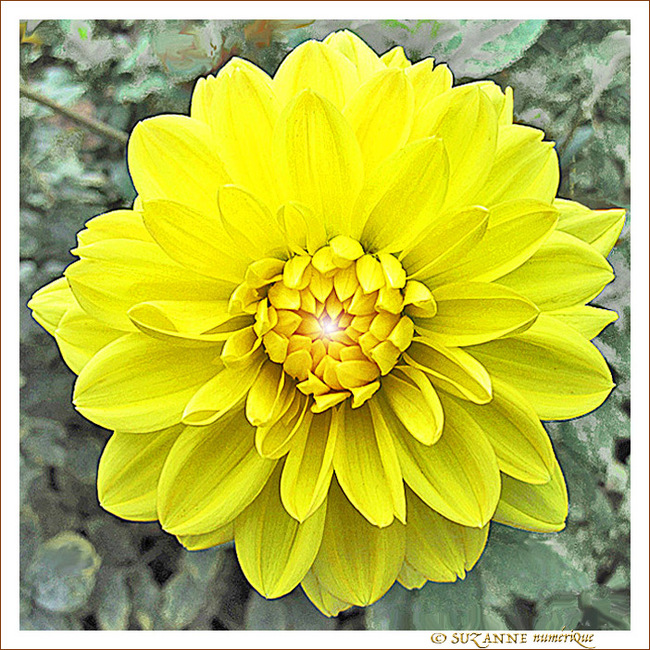 Jaune novembre