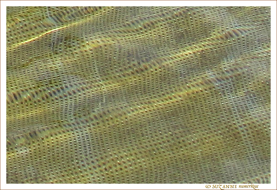 Texture -- 01/09/10