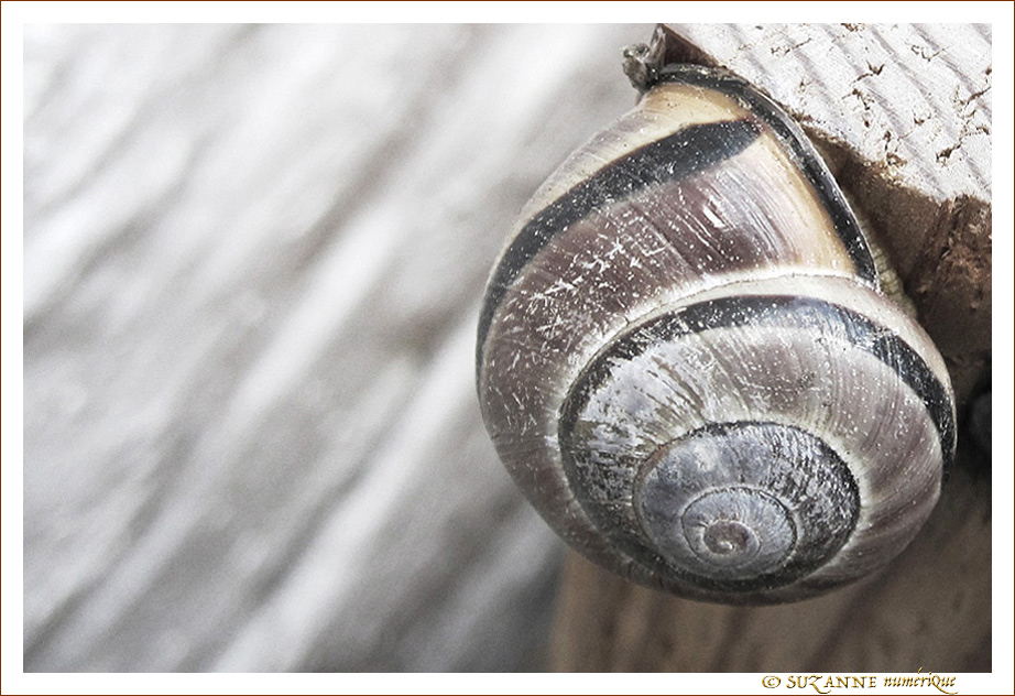 Petit Escargot s'en allait en exploration -- 06/07/14