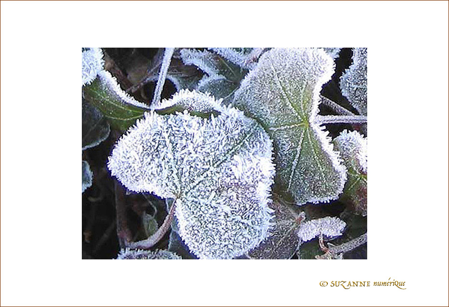 Gel�es dentel�es ... -- 09/01/05