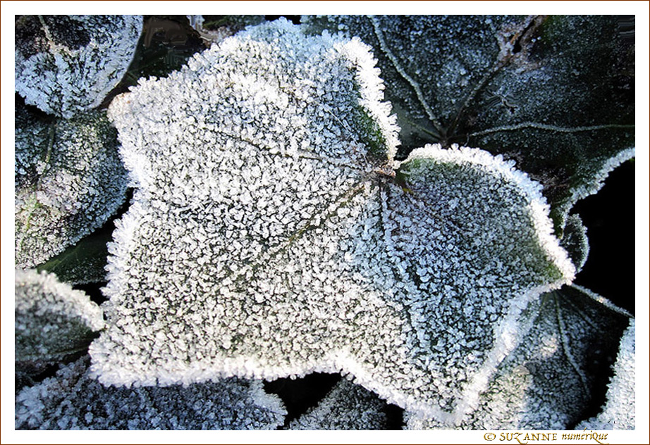 Perles sur lierre givr� -- 05/01/10