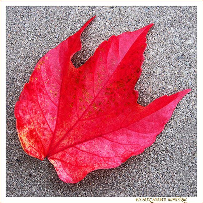 D�pos�e par le vent d'automne