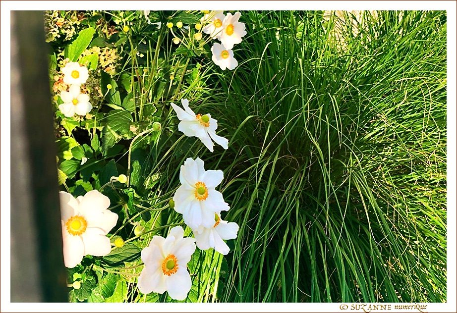 Sous le Soleil -13- �t� 2021 -- 25/09/21