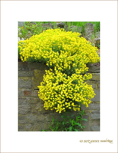 Jaune cascade