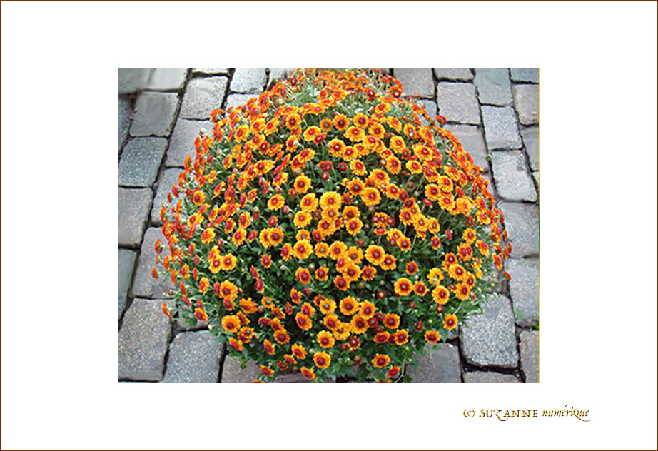 Les fleurs se mettent en Boule