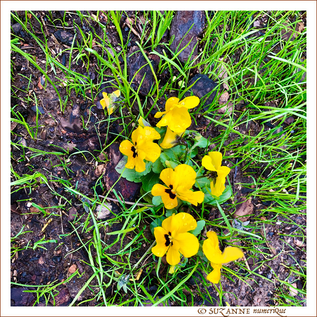 Le petit monde � nos pieds -001- 2023 -- 22/04/23
