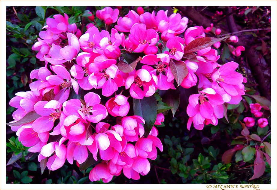 Fleurs roses d'avril