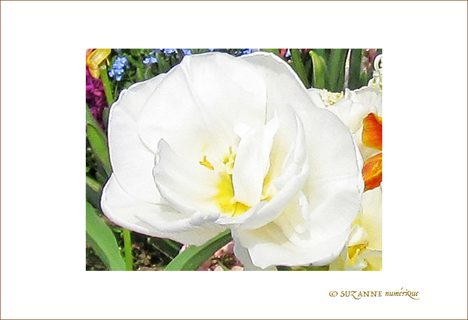 Fleur papier cr�pon blanc