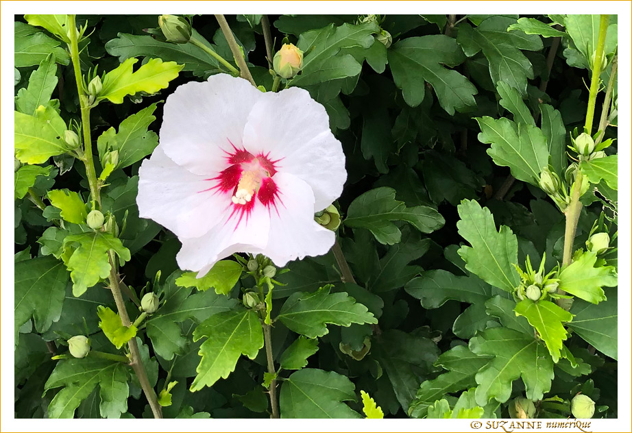 S�ductrice en Blanc et Rouge