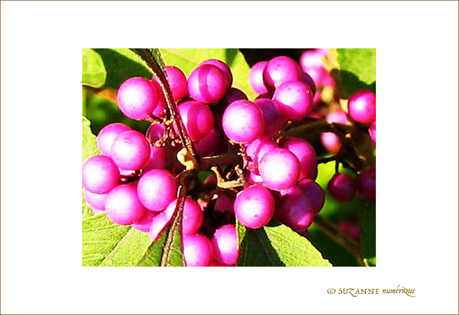 Fushia d'Octobre