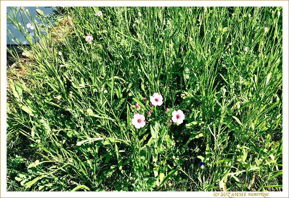 Le petit monde � nos pieds -009- 2023 -- 18/06/23
