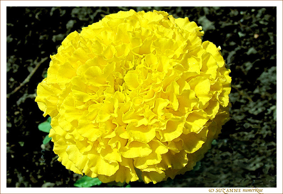 Pompon jaune