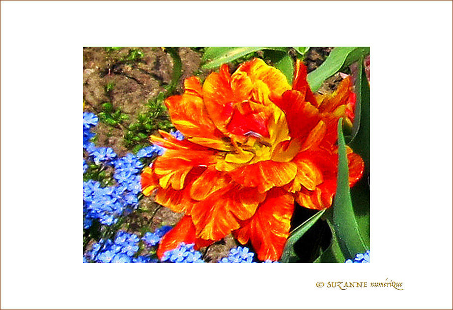 Fleur papier Cr�pon rouge Soleil