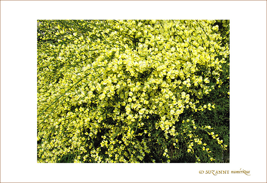 Fleurs d'Artifice jaune Fleurs d'Artifice jaune