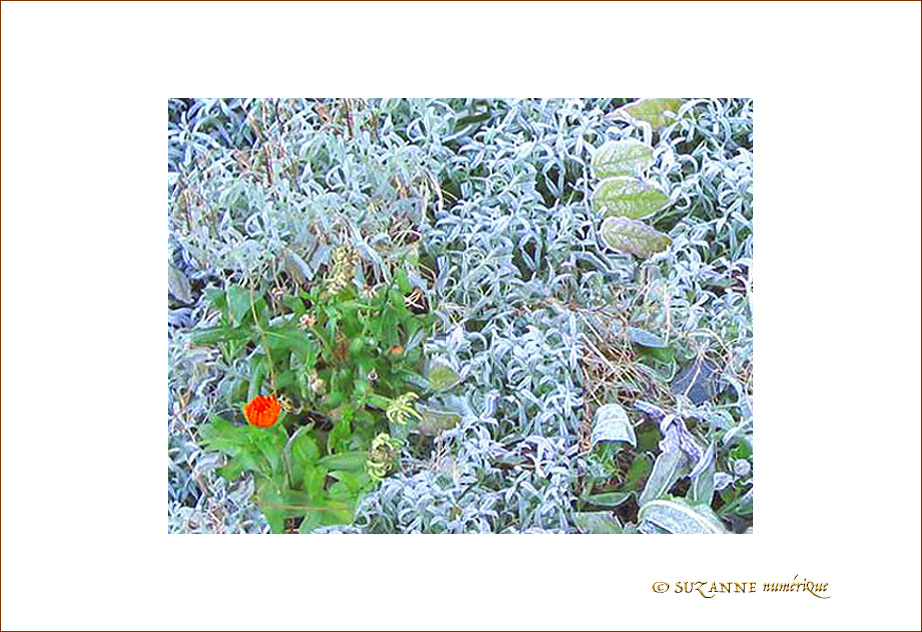 Gel�es perc�es  -- 13/01/05
