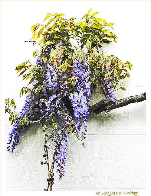 Glycine -- 16/05/14