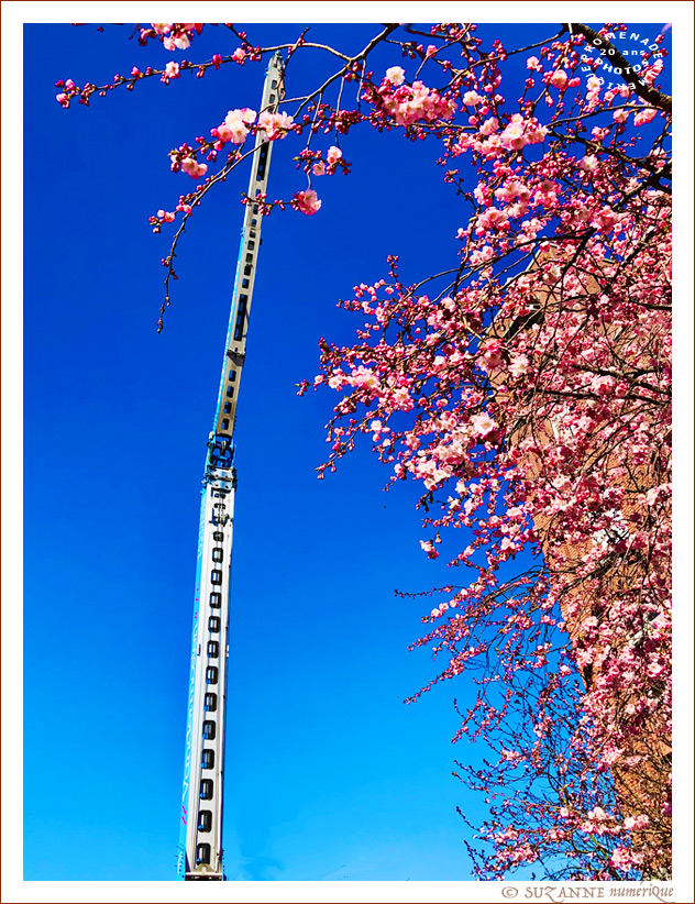 Rencontre entre une Grue et un Cerisier -- 27/03/25