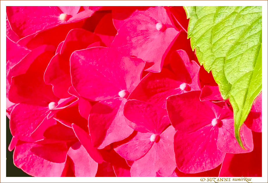 Hortensias en robe rose -- 16/08/21