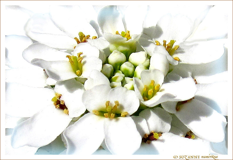 Blanche fleur