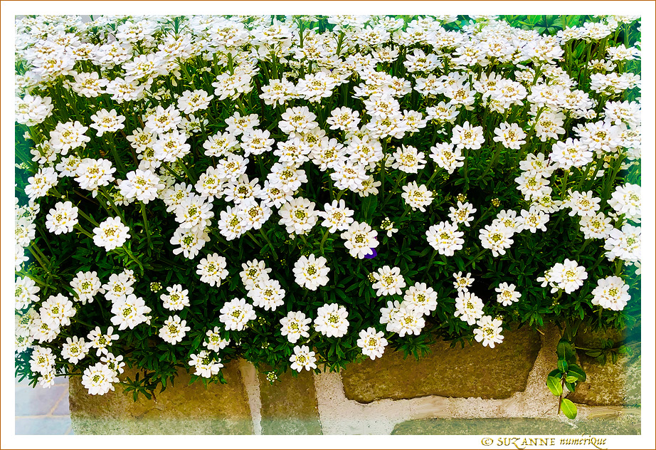 Le petit monde � nos pieds -005- 2023 -- 14/05/23