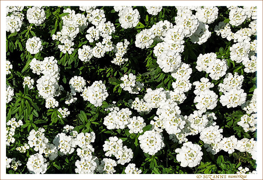 Tapis Vert et Blanc - 001 -