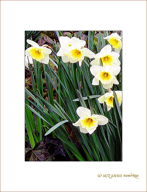 Jaune d'Avril -2- -- 06/04/05