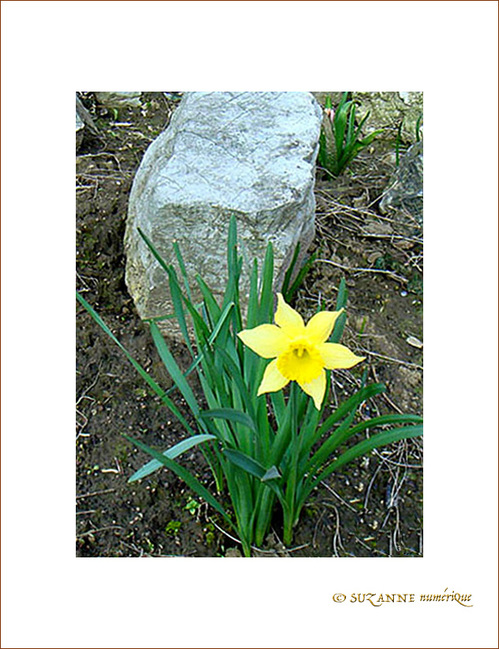Le Printemps est annonc� -- 23/02/08