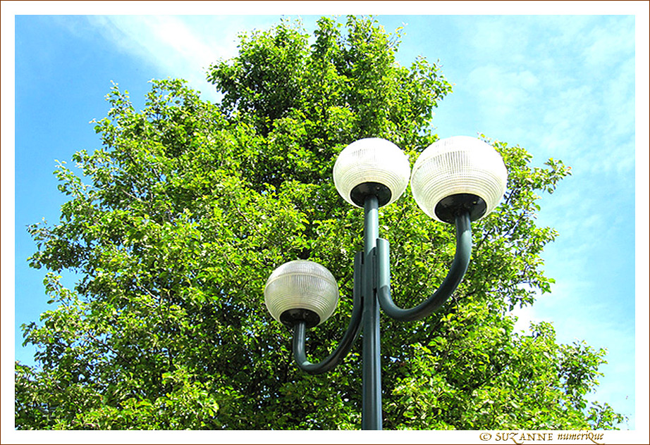 Aupr�s de leur Arbre
