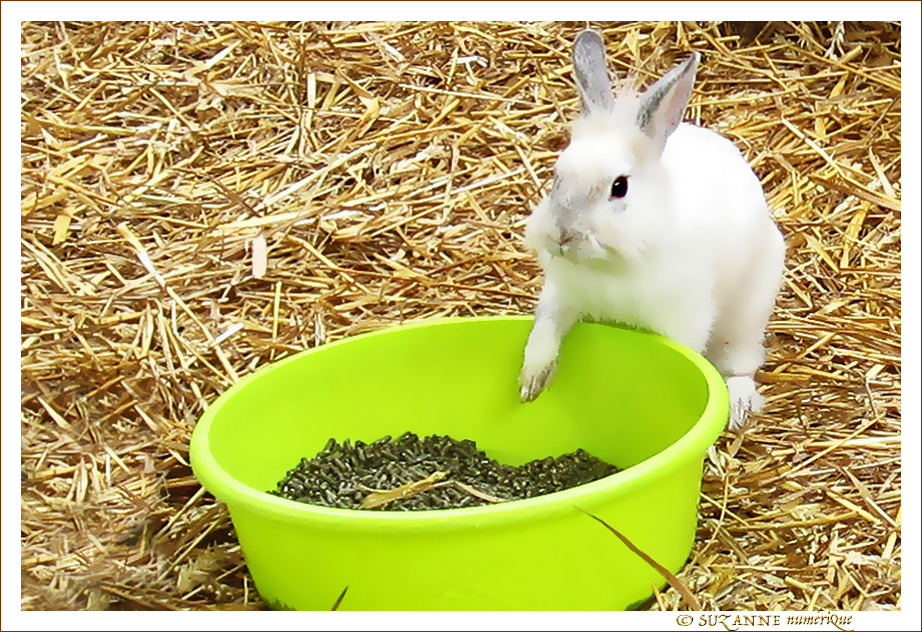 Comment r�sister�? Gourmandise...
