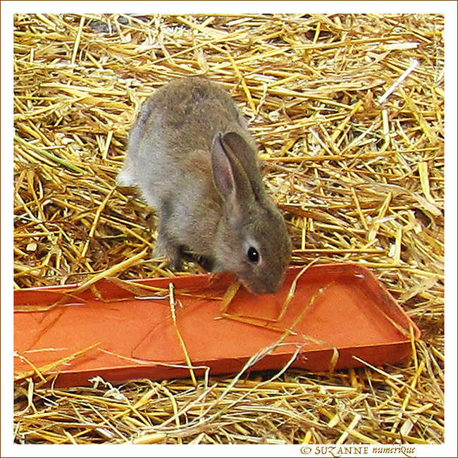 O� sont mes carottes�?