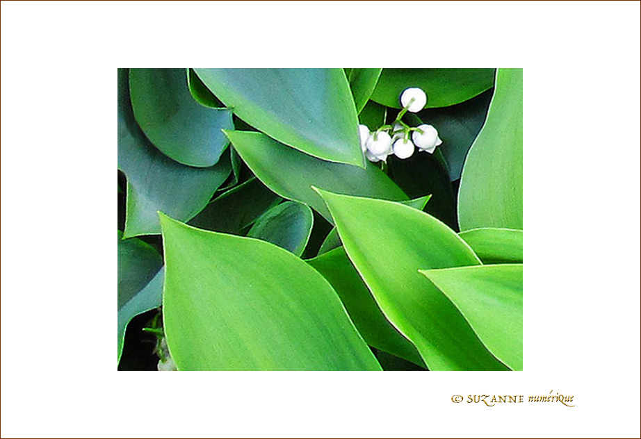Petits brins timides�! -- 01/05/09