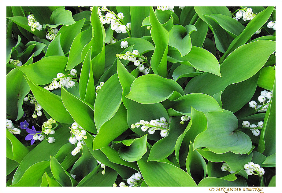 Les Clochettes du Bonheur -- 22/04/14