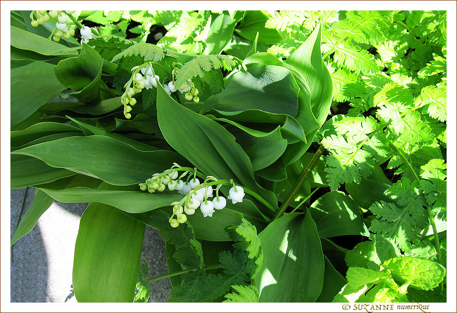 Vois-tu les 13 Clochettes de Mai�? -- 06/05/15