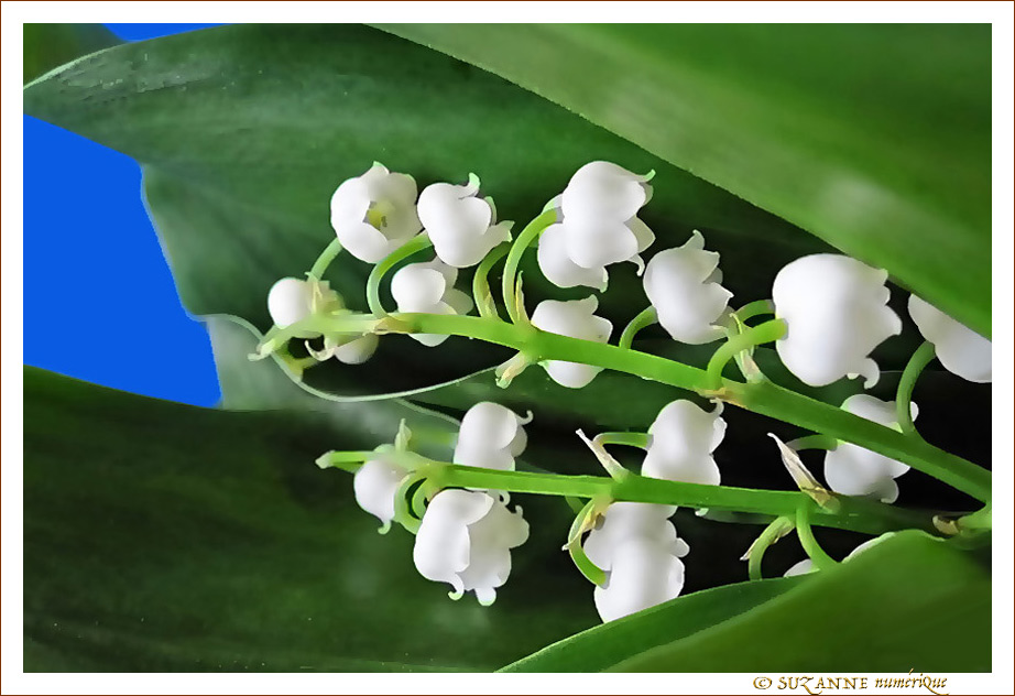 Carillonnez clochettes na�ves
