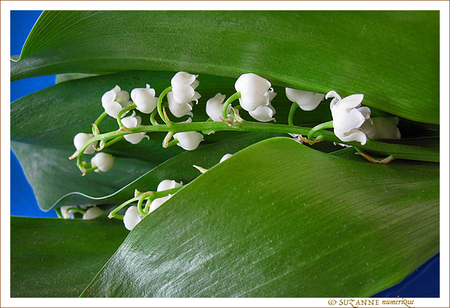 Le temps du muguet