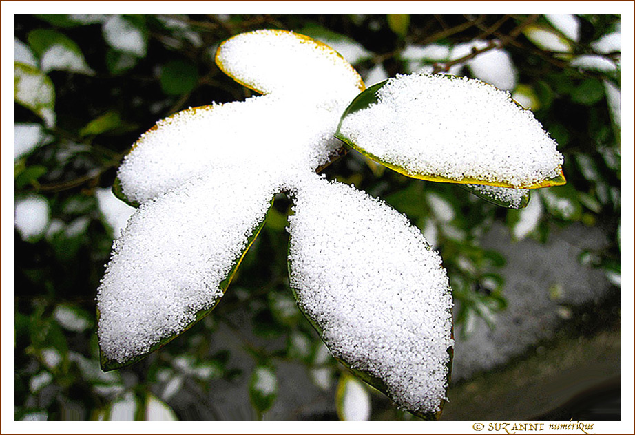 Cuill�res ap�ritives cinq services de mon Jardin -- 22/02/12