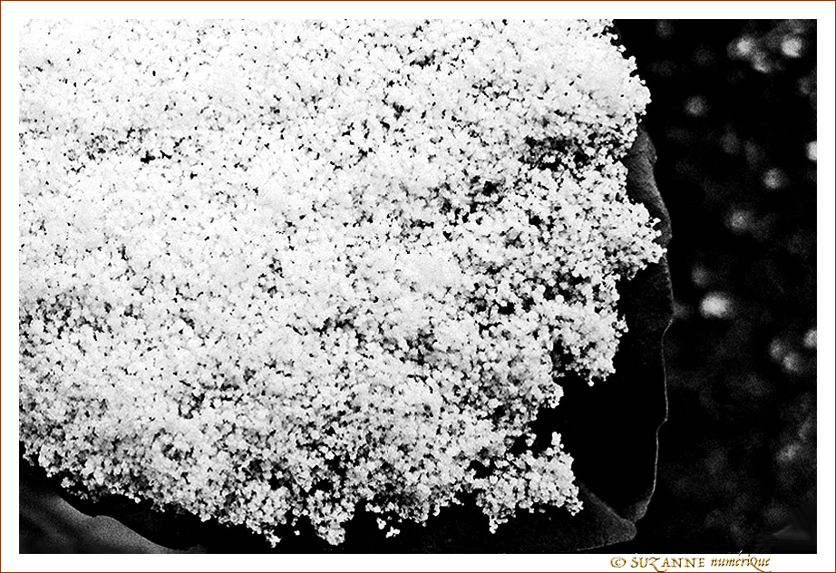 Cuill�re ap�ritive de mon Jardin  -- 09/02/12