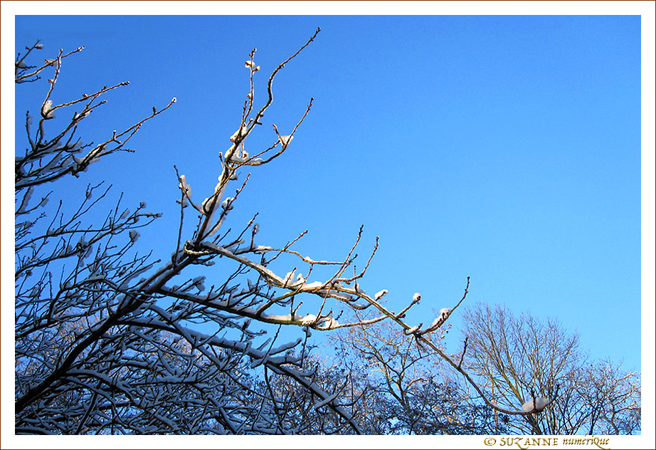Petits Arbres derri�re chez moi
