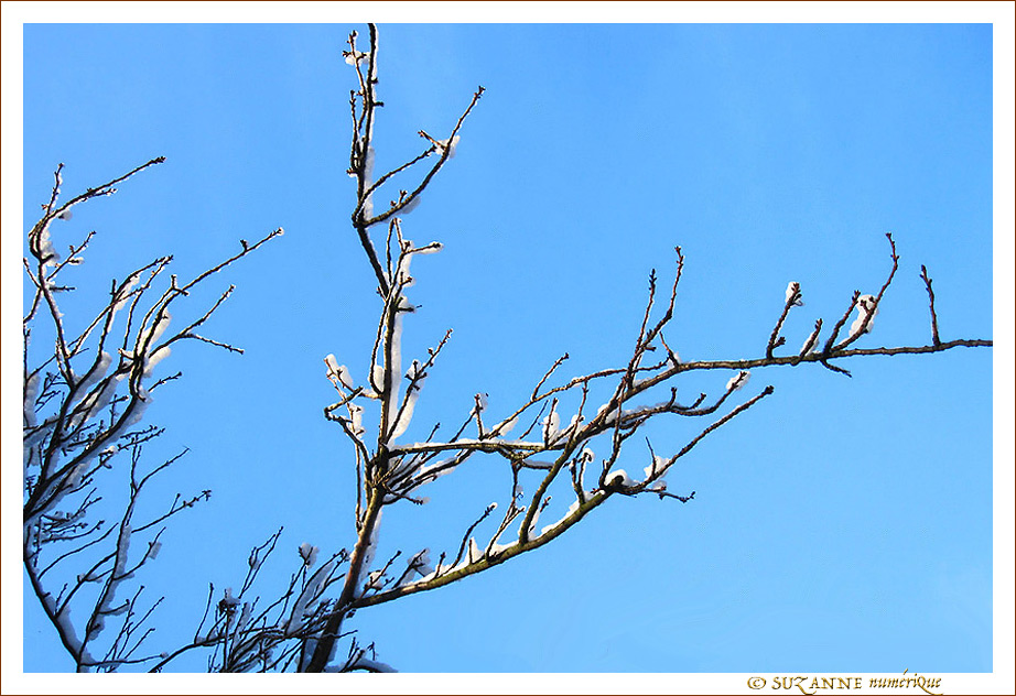 Lumi�res sur branches