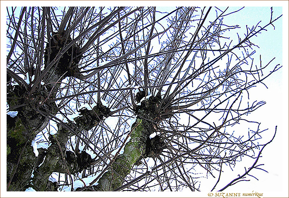 Les branches se m�lent au vent