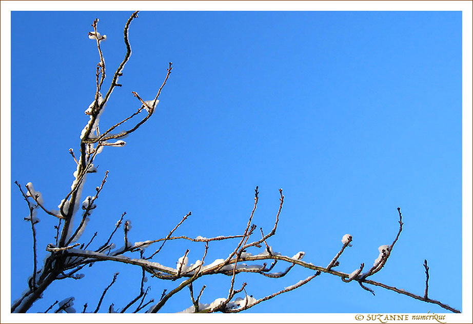 Neige et Soleil sur Branches