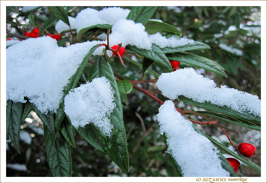 Quand le Rouge para�t -- 04/02/11