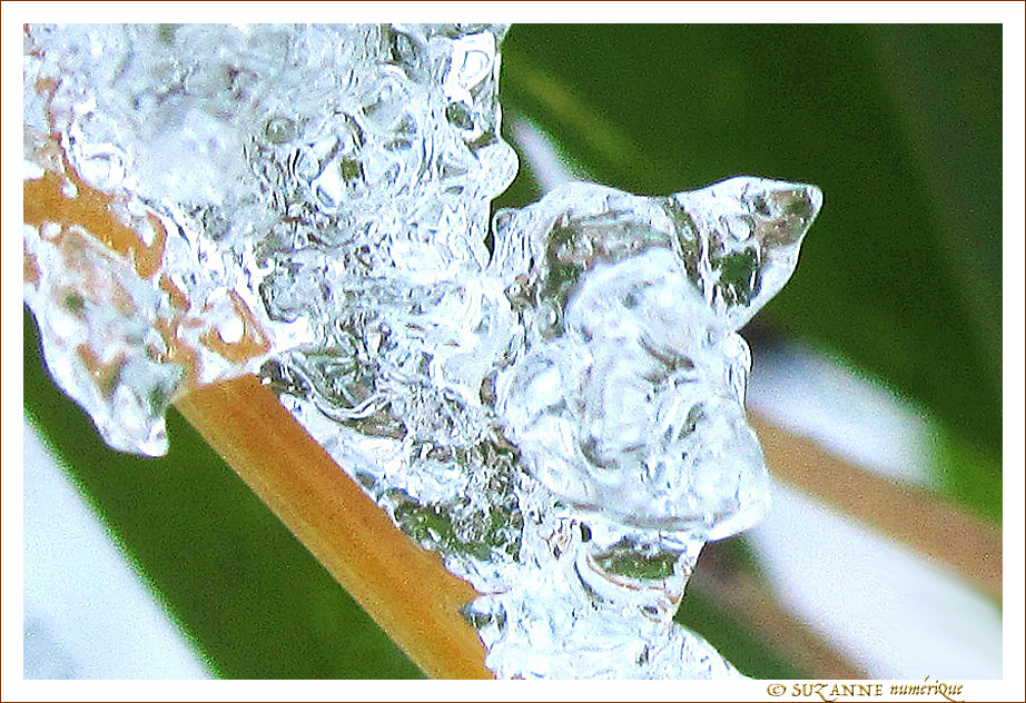 Chien de Glace -- 30/01/15
