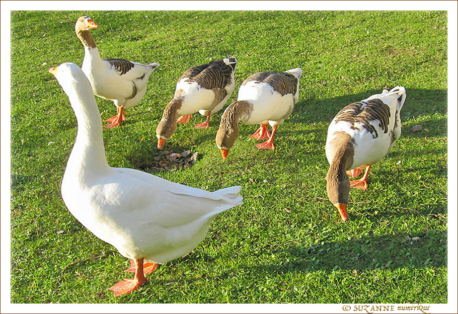 Cacardons, mangeons, cacardons, mangeons