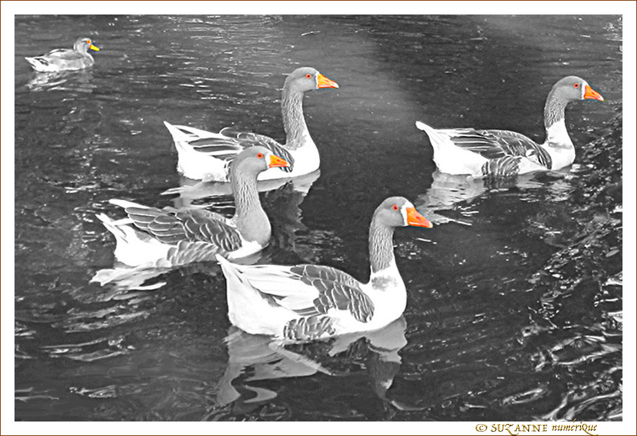 Ballet d'oies
