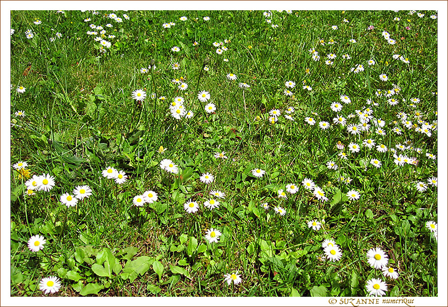 Blanches Petites Collerettes virevoltant au Vent riant -- 13/07/12