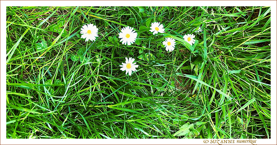 Le petit monde � nos pieds -003- 2022 -- 11/06/22