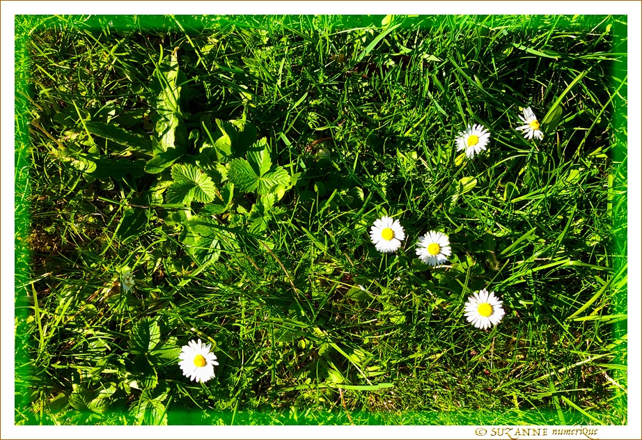 Le petit monde � nos pieds -004- 2023 -- 07/05/23
