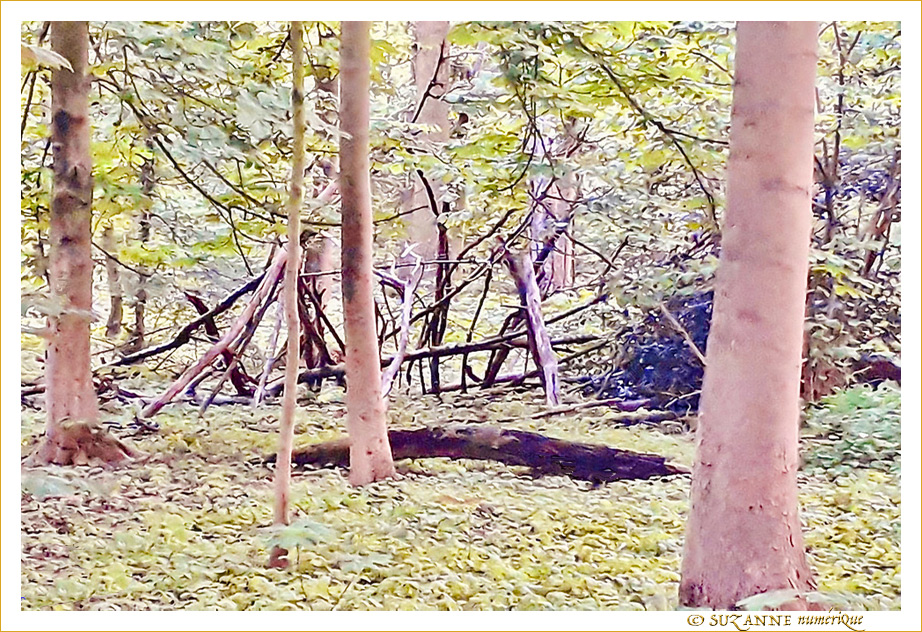 Promenons-nous dans les bois... -- 26/05/21